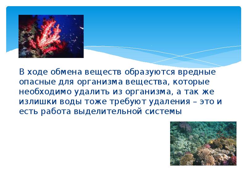 В ходе обмена веществ образуются вредные опасные для организма вещества, которые В ходе обмена веществ образуются вредные опасные для организма вещества, которые