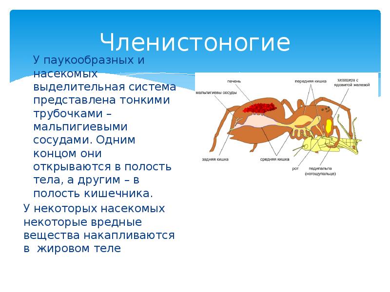Членистоногие
У паукообразных и насекомых выделительная система представлена тонкими трубочками – Членистоногие
У паукообразных и насекомых выделительная система представлена тонкими трубочками –