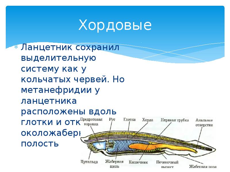Хордовые
Ланцетник сохранил выделительную систему как у кольчатых червей. Но метанефридии Хордовые
Ланцетник сохранил выделительную систему как у кольчатых червей. Но метанефридии