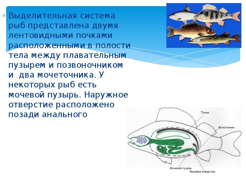 Эволюция выделительной системы у животных презентация