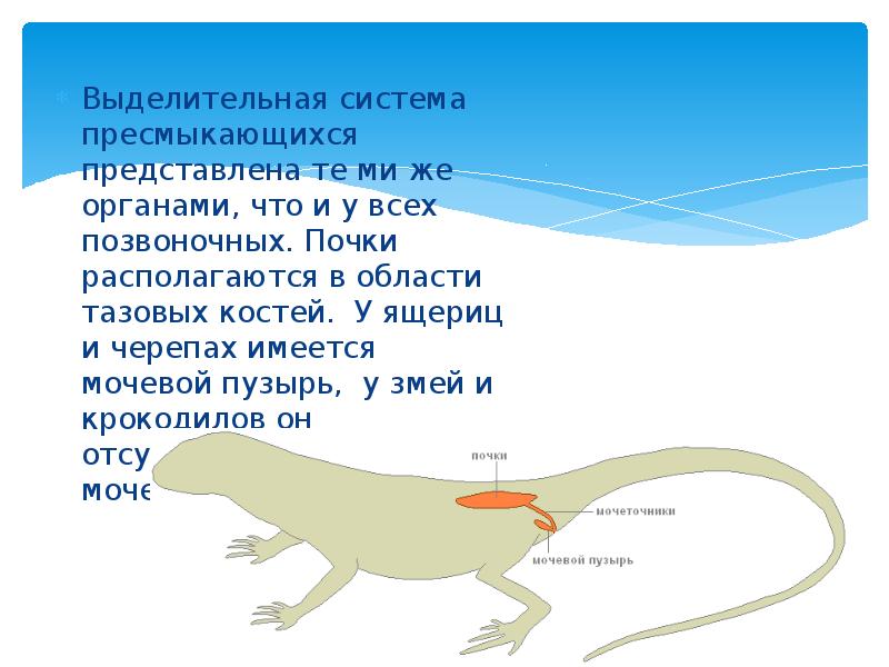 Выделительная система животных презентация