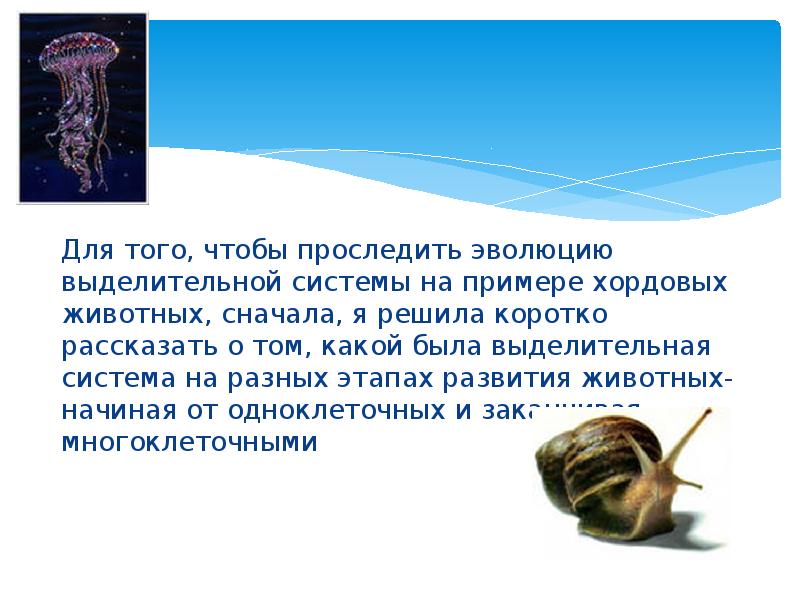 Для того, чтобы проследить эволюцию выделительной системы на примере хордовых животных, Для того, чтобы проследить эволюцию выделительной системы на примере хордовых животных,