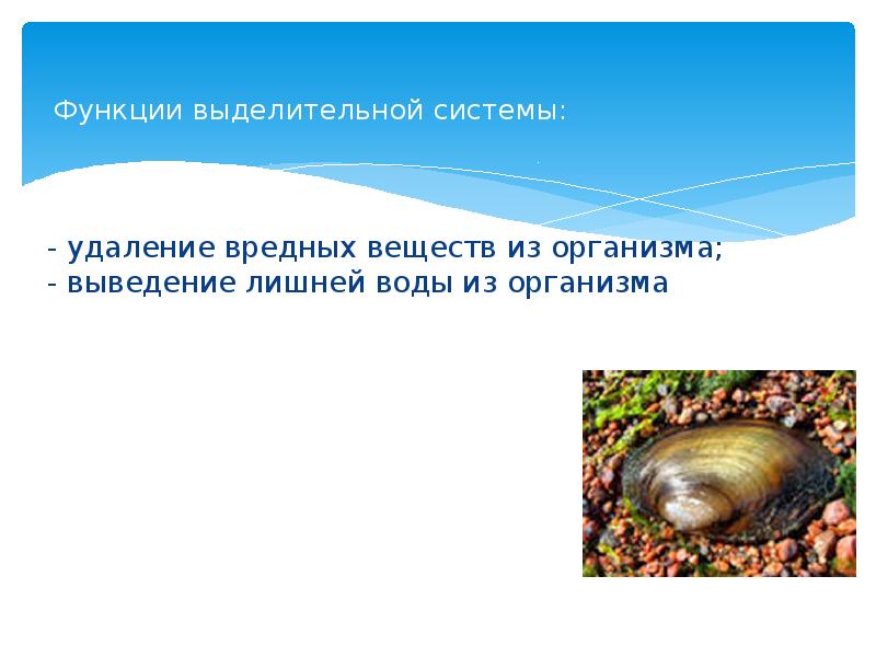 Функции выделительной системы:
- удаление вредных веществ из организма; Функции выделительной системы:
- удаление вредных веществ из организма;