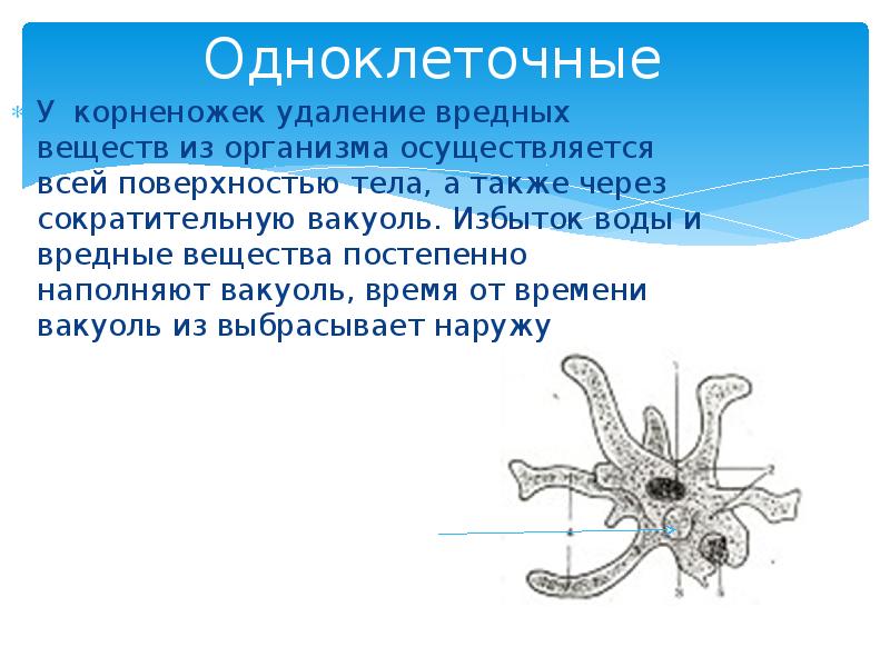 Каких животных объединяют в группу корненожки составьте план ответа