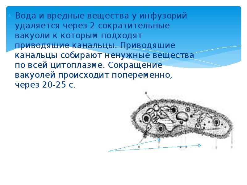 Вода и вредные вещества у инфузорий удаляется через 2 сократительные вакуоли Вода и вредные вещества у инфузорий удаляется через 2 сократительные вакуоли
