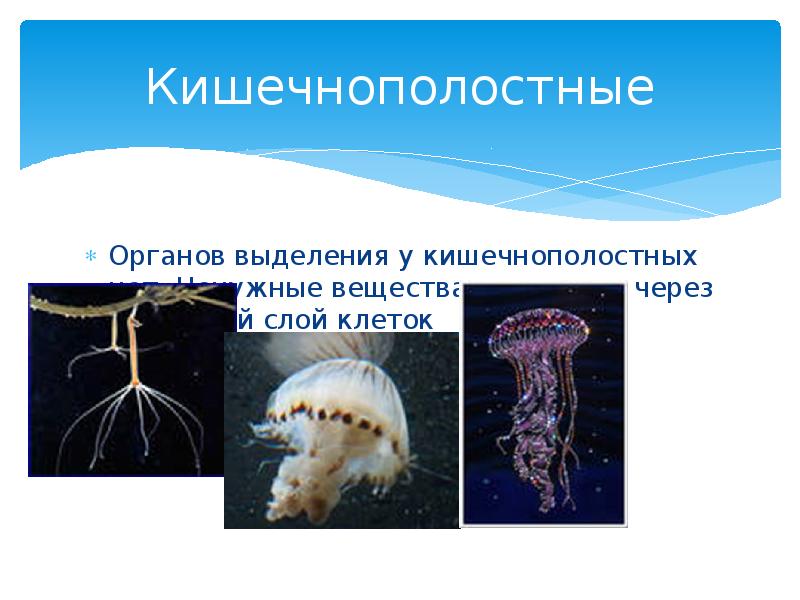 Кишечнополостные
Органов выделения у кишечнополостных нет. Ненужные вещества выводятся через наружный Кишечнополостные
Органов выделения у кишечнополостных нет. Ненужные вещества выводятся через наружный