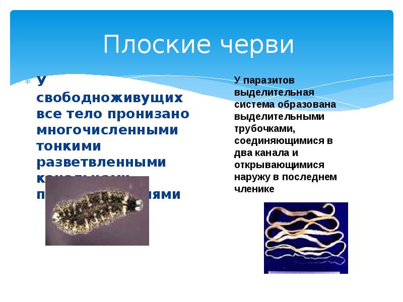 Плоские черви
У свободноживущих все тело пронизано многочисленными тонкими разветвленными канальцами Плоские черви
У свободноживущих все тело пронизано многочисленными тонкими разветвленными канальцами