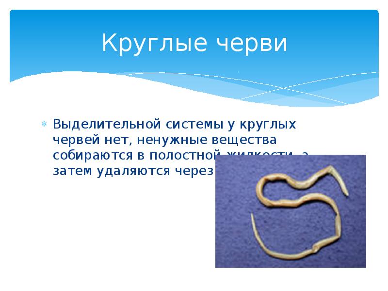 Круглые черви
Выделительной системы у круглых червей нет, ненужные вещества собираются Круглые черви
Выделительной системы у круглых червей нет, ненужные вещества собираются