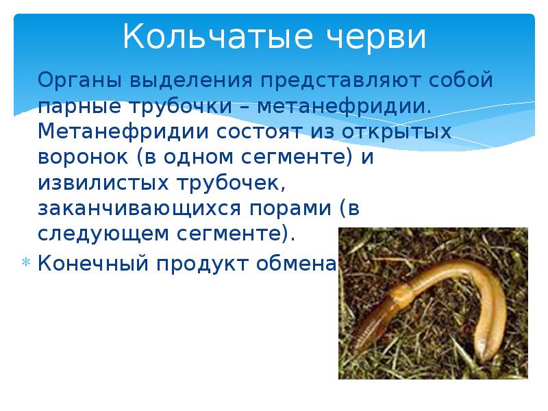 Кольчатые черви
Органы выделения представляют собой парные трубочки – метанефридии. Метанефридии Кольчатые черви
Органы выделения представляют собой парные трубочки – метанефридии. Метанефридии