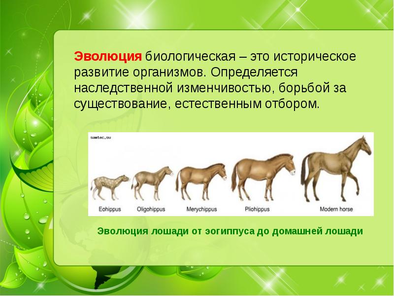 Современный мир живых организмов 7 класс презентация