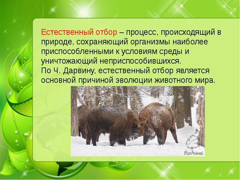 Ч дарвин о причинах эволюции животного мира презентация 7 класс