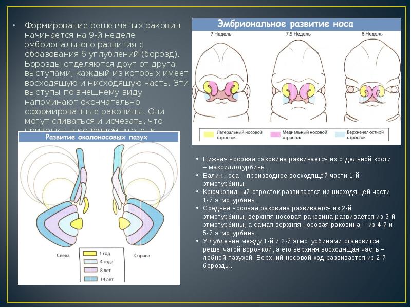 Эмбриогенез ротовой полости презентация