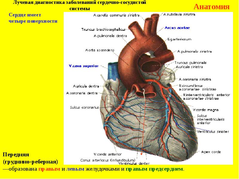 Лучевая диагностика сердечно сосудистой системы презентация