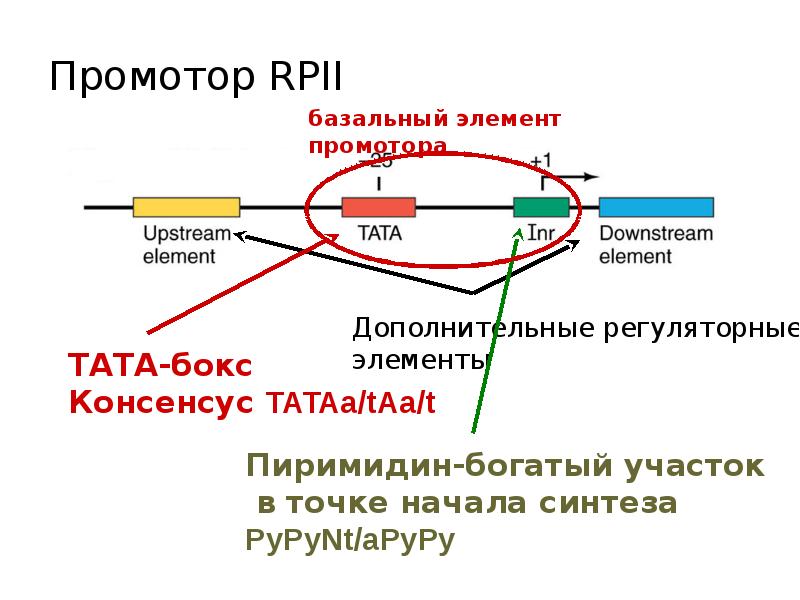 Презентация регуляция транскрипции и трансляции в клетке и организме