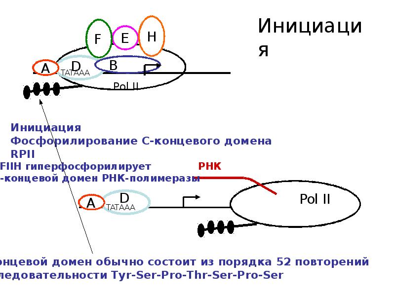 Транскрипция u