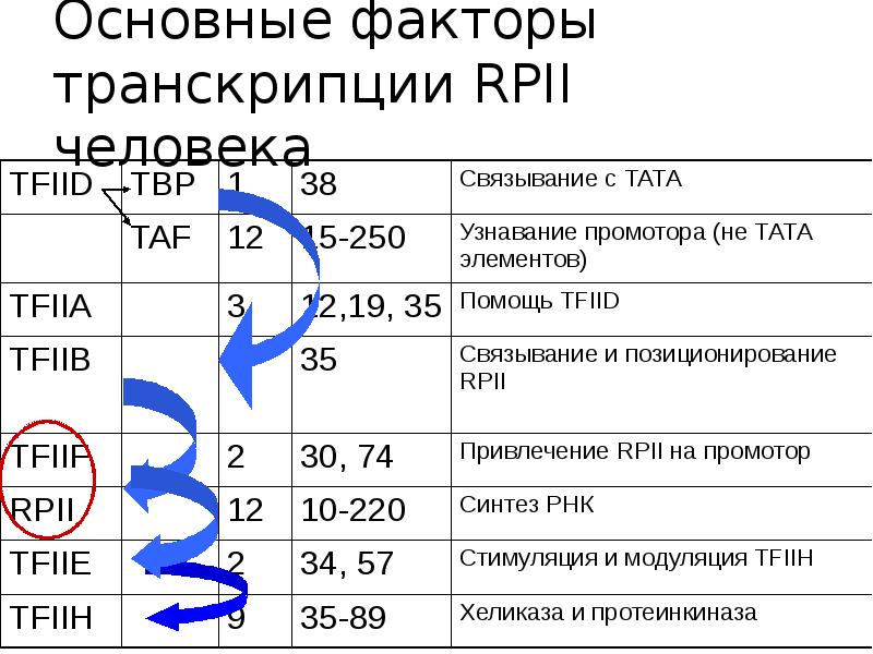 Презентация транскрипция 7 класс презентация