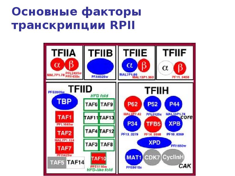 слова с буквами е ё ю я. учебники для глухих. транскрипция русских слов 4 класс по русскому языку. произношение 1. учебник произношение фгос овз.