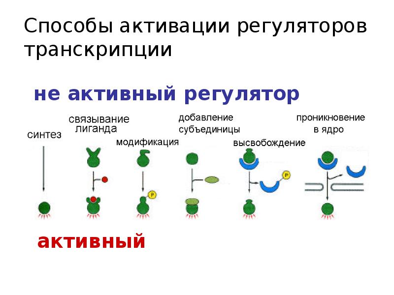 Регуляторы транскрипции