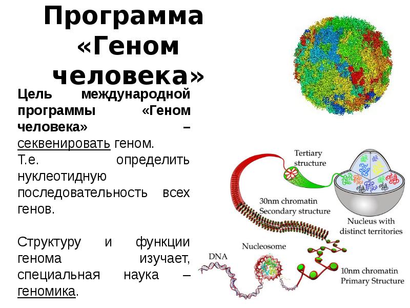 Проект геном человека кратко