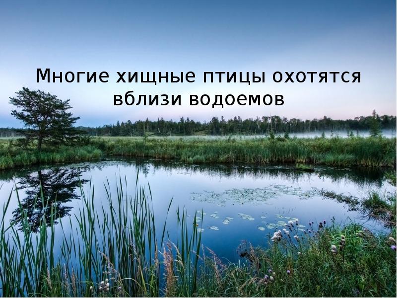 Презентация птицы водоемов