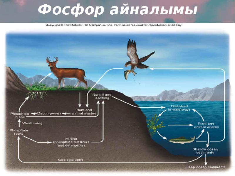 Круговорот фосфора в природе презентация 11 класс