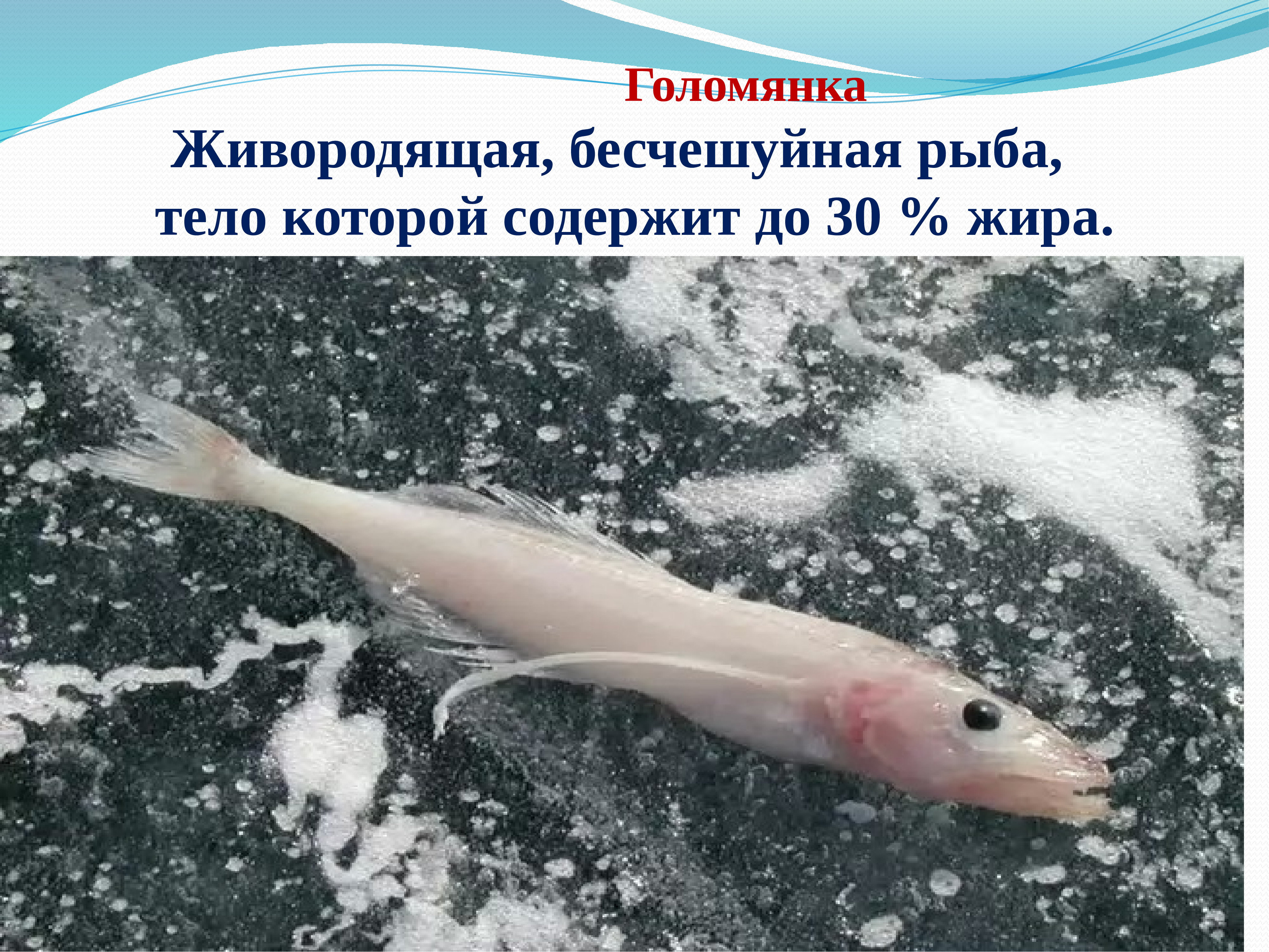 Озеро Байкал рыба Голомянка