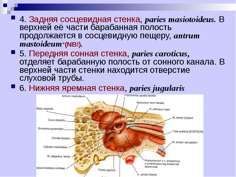 Стенки антрума