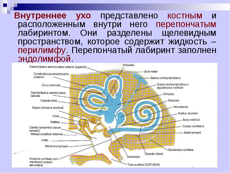 Схема строения костного и перепончатого лабиринтов