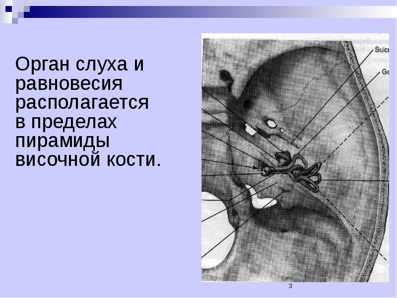 Преддверно улитковый орган. Строение внутреннего уха орган слуха. Орган слуха расположен в височной кости. Орган слуха расположен в височной кости. Орган слуха расположен в височной кости.