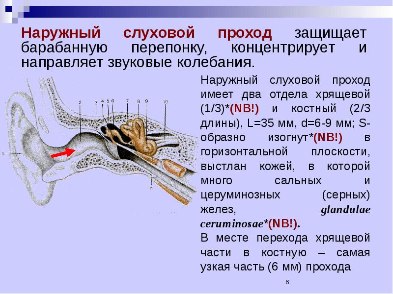 Наружный слуховой проход картинка