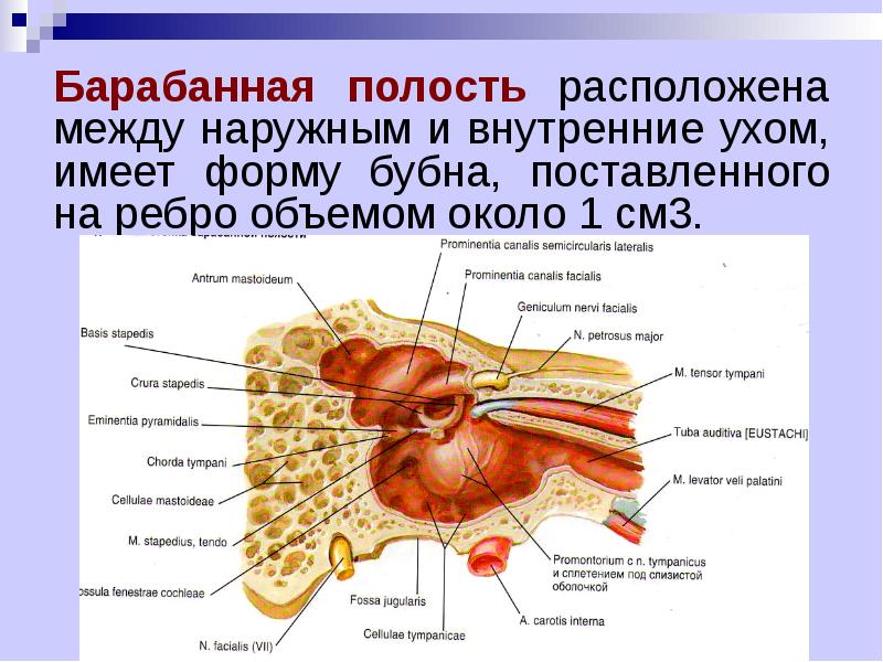 Схема барабанной полости