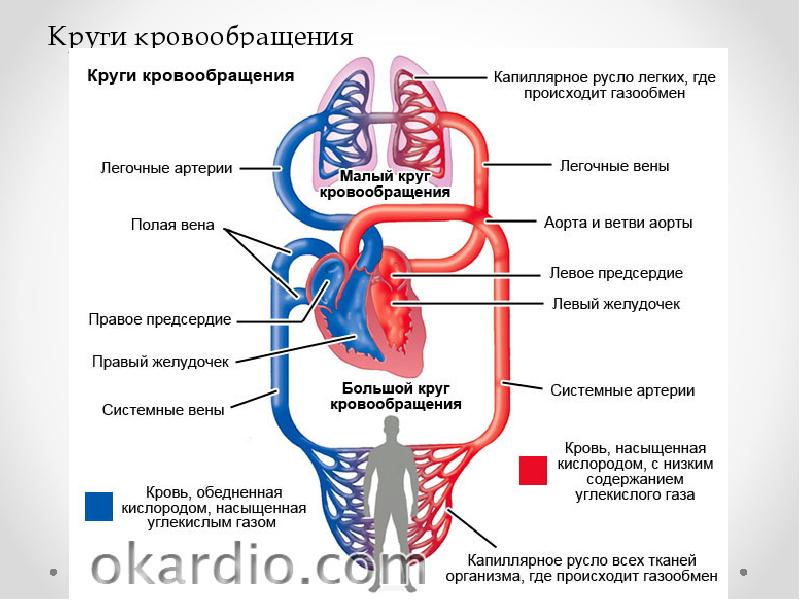 Схема работы сердца и движение крови по сосудам