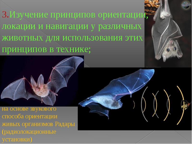 Презентация бионика 10 класс