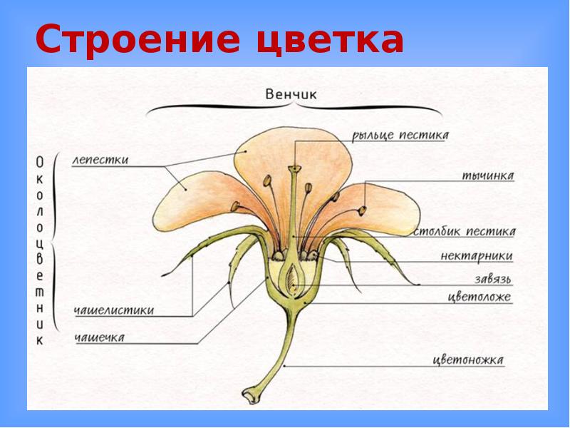 Презентация на тему строение цветка