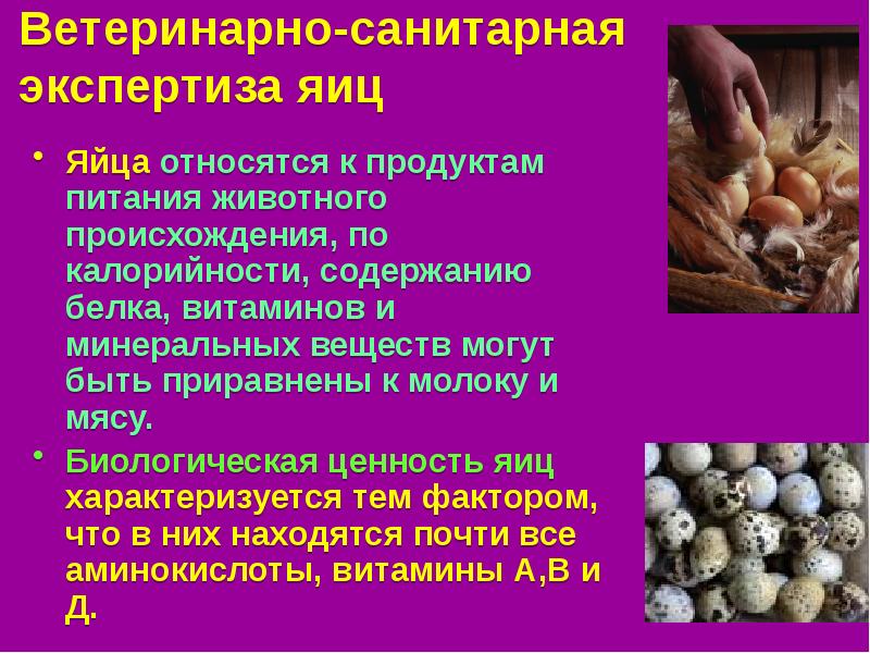 Санитарная экспертиза пищевых продуктов презентация