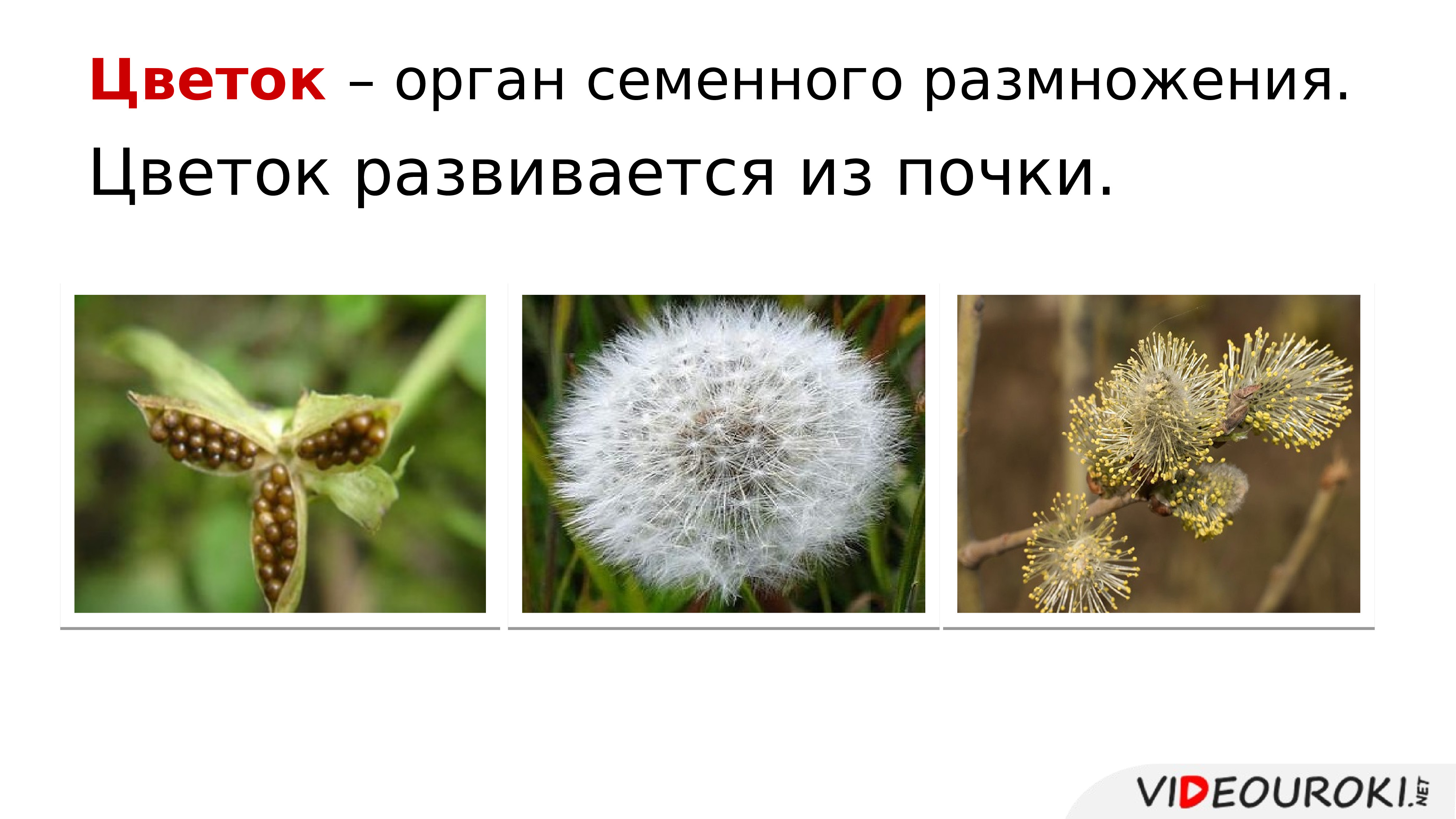 Этот отдел растений имеет орган размножения цветок. Цветок это орган какого размножения. Цветок развивается из почки. Какое растение имеет покрывальце. Особый опыляемый орган семенного размножения.