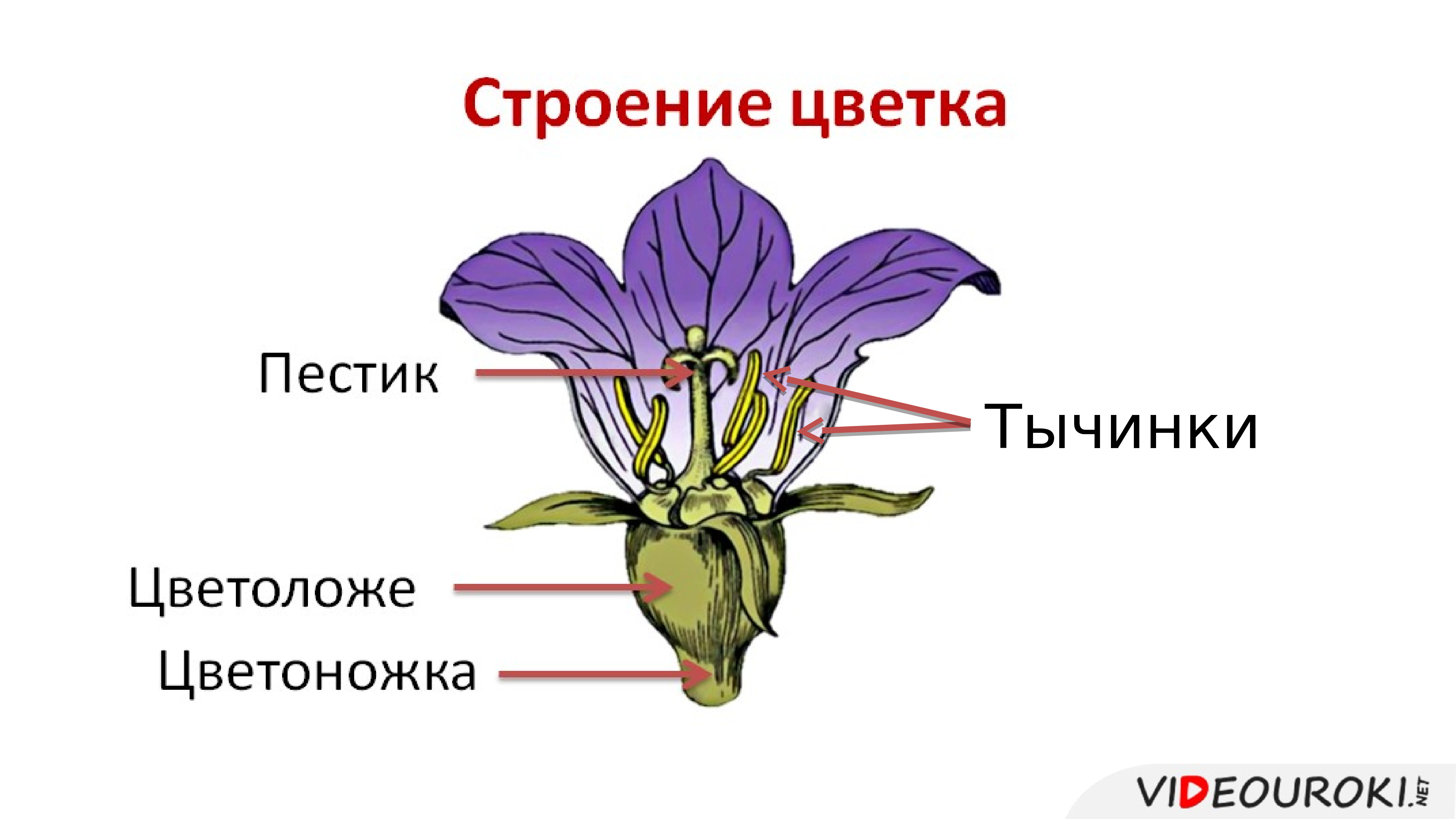 Картинка для детей строение цветка на прозрачном фоне