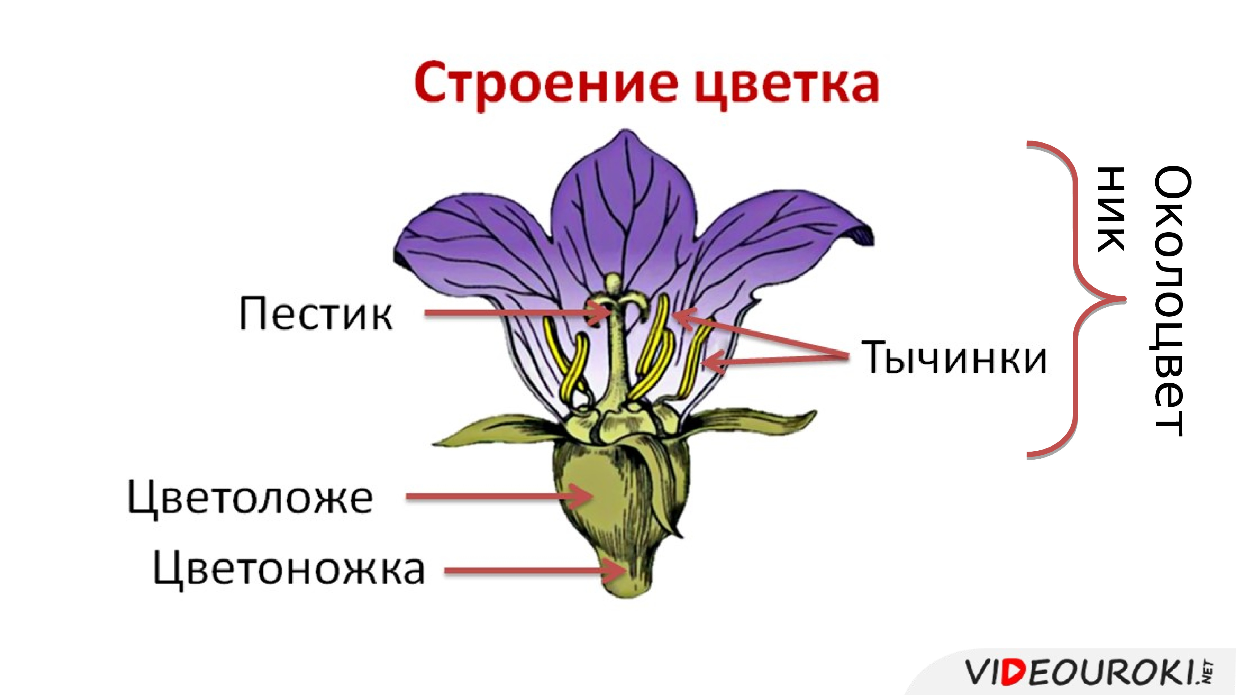 Строение Цветов Фото