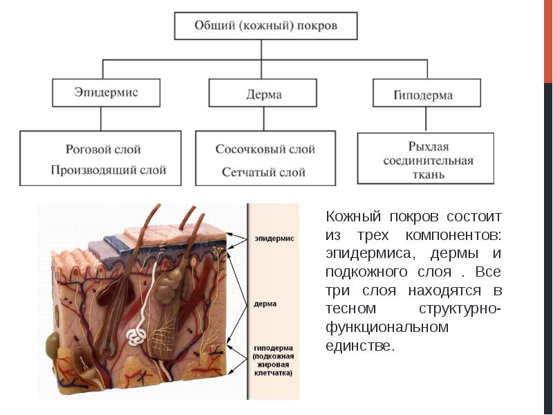 Кожный покров человека презентация