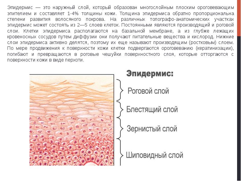 Видимый наружный слой кожи человека