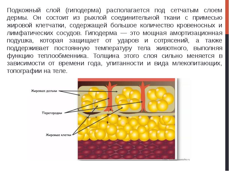 Подкожно жировая клетчатка картинка