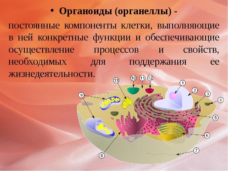 Компоненты клетки. Творческий проект строение клетки..