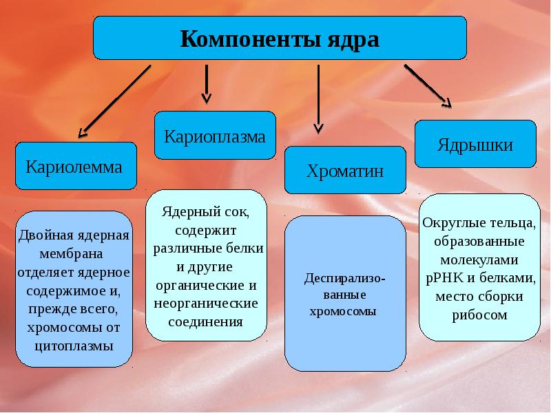 Кариоплазма. Компоненты ядра клетки. Кариолемма. Строение ядра кариолемма. Строение и функции кариолеммы.