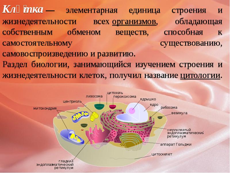 Строение клетки презентация 10 класс профильный уровень