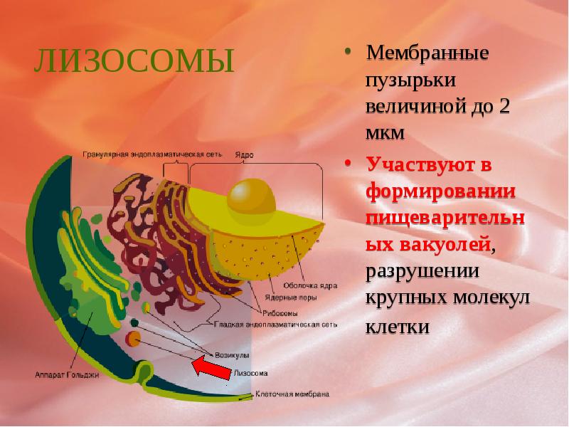 В образовании лизосом участвуют мембраны. Лизосомы строение мембранный. Строение мембраны лизосомы. Лизосомы строение.