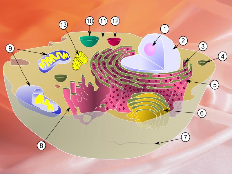 Строение клетки 9. Строение клетки. Строение клетки проект. Строение клетки презентация. Строение клетки жидкость.