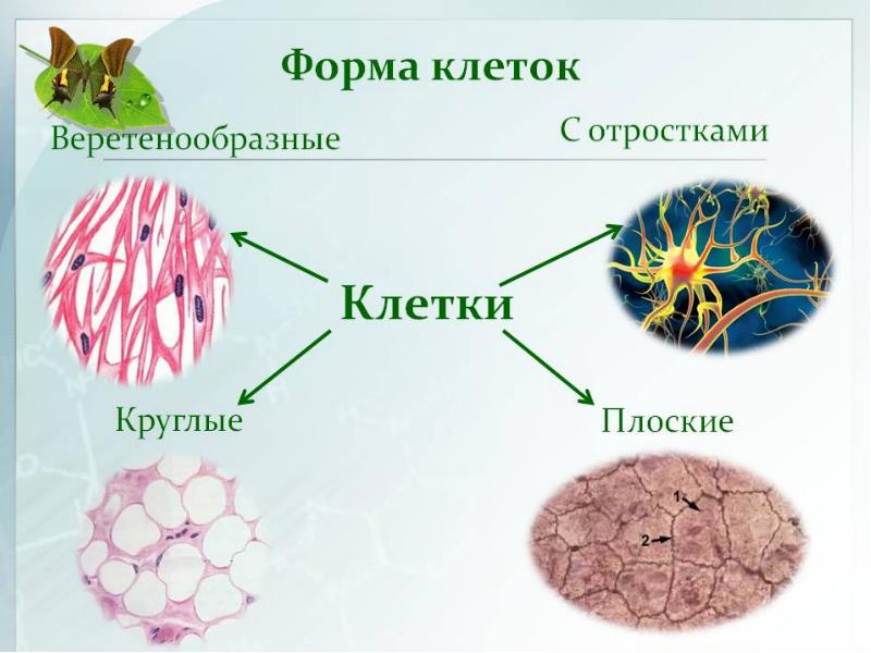 Клетка презентация 9 класс