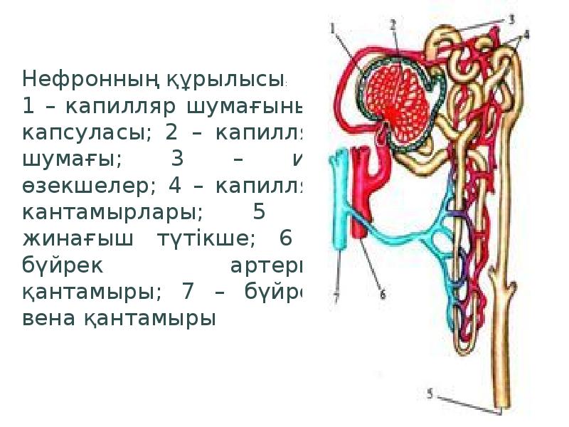 Зәр шығару жүйесі анатомиясы презентация