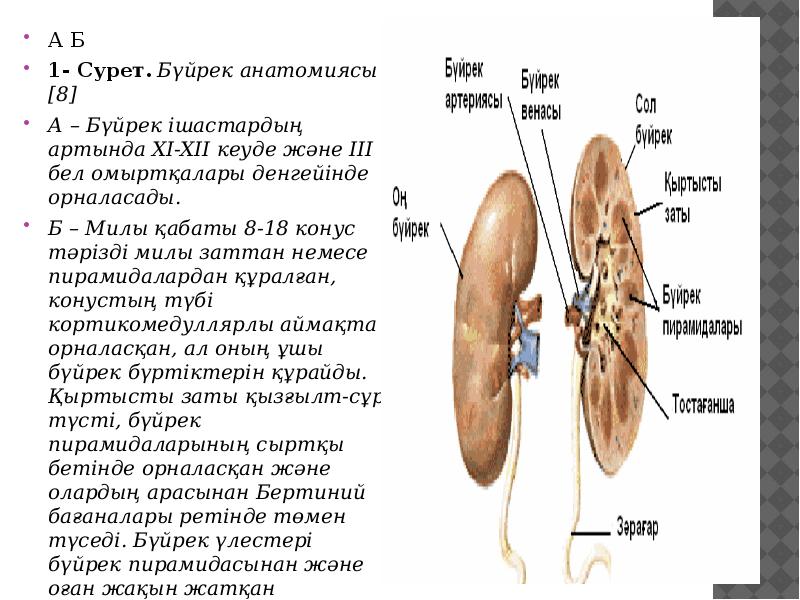 Зәр шығару жүйесі анатомиясы презентация