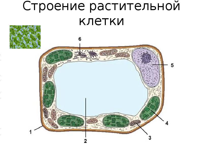 Рис 1 строение растительной клетки